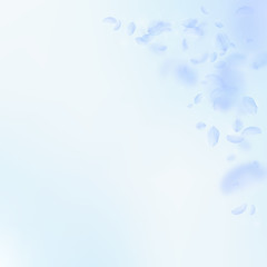 Light blue flower petals falling down. Cute romant