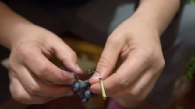 in the hands of grapes,the winemaker cleans the grapes from the twigs