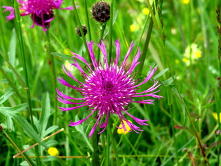 Wildblume am Wegrand, Nahaufnahme 