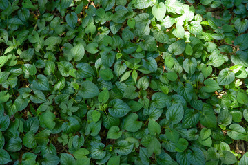 ドクダミの密生