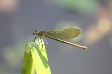 Prachlibelle
