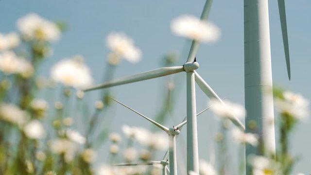Wild daises in a meadow in the English countryside moving in the wind on a clear blue sky day in summer with large commercial wind turbines turning
