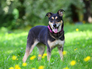 Cute happy mongrel dog with mouth open standing on green grass