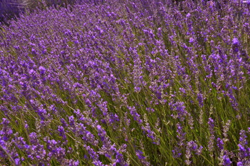 field of lavender