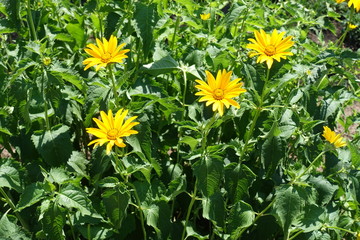 4 yellow flowers of Heliopsis helianthoides in mid June