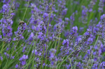 field of lavender