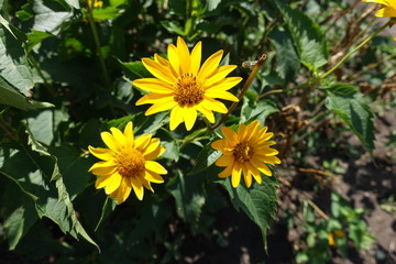 Bunch of three yellow flowers of Heliopsis helianthoides in July