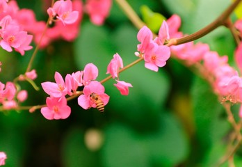 Natural photos: Colorful flower paintings  (Viet Nam)