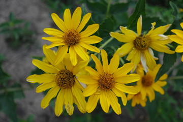Daisy like yellow flowers of Heliopsis helianthoides in mid July