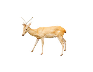 Baby dear with antler standing isolated on white background , clipping path