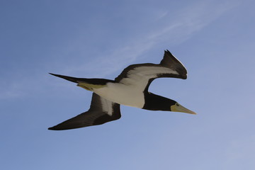 小笠原諸島近海のカツオドリ