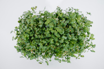 Micro-green mustard sprouts close-up on a white background in a pot with soil. Healthy food and lifestyle
