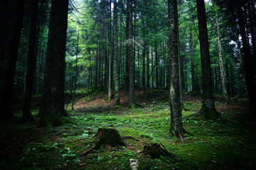 Obraz premium Wild landscape during a summer day