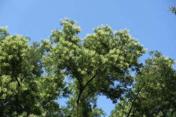 Blossoming branches of Sophora japonica tree against blue sky in July