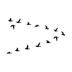The black silhouette of the flock of the ducks are isolated on the white background.