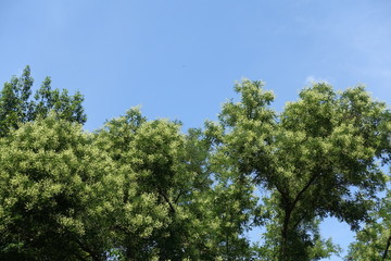 Clear blue sky and crown of blossoming Sophora japonica in July
