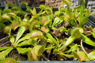 Close up predator Venus flytrap on the garden bed.  Carnivorous plants.