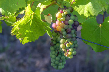 Vigne d'Alsace