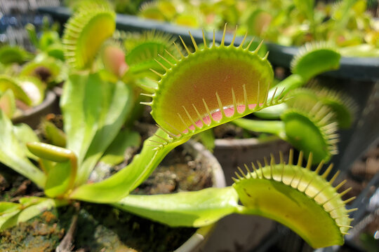 Close up predator Venus flytrap on the garden bed.  Carnivorous plants.