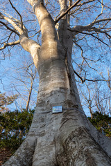 Fototapeta premium 北海道大沼国定公園