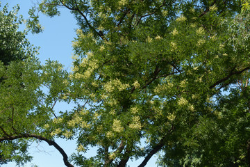 Florescence of Sophora japonica tree against blue sky in July