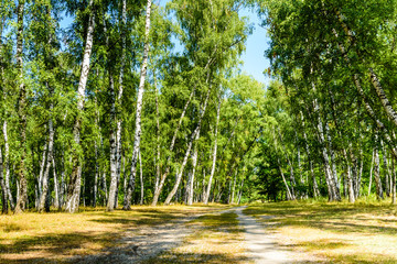 Rural dirt road in a birch forest on summer