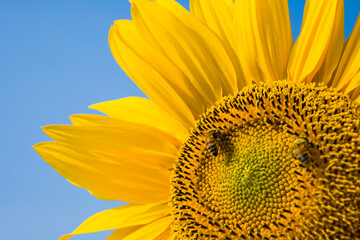 Close-up yellow sunflower with the bee, in the outdoor garden.
