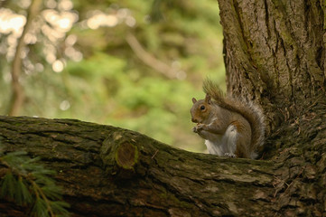 Squirrel Holding A Walnut In The Middle Of The Forest