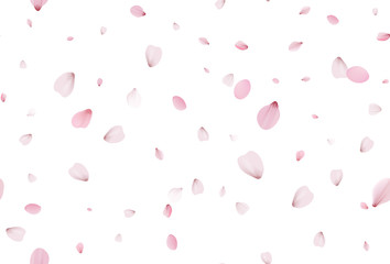 Seamless sakura petals. Falling realistic cherry petals