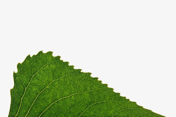 Green leaf on white background