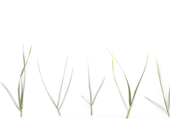 Meadow grass growing on the Baltic coast, flat lay
