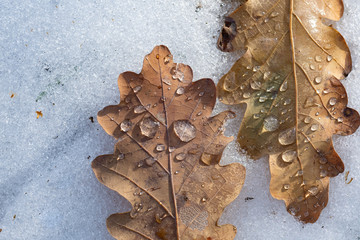 Frosty leaf with water droplets on snow. Autumn maple leaf in the snowy day for background, close up. Frozen maple leaves.