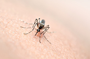 Zika virus aedes aegypti mosquito on human skin, dengue, chikungunya fever/ Selective focus                  