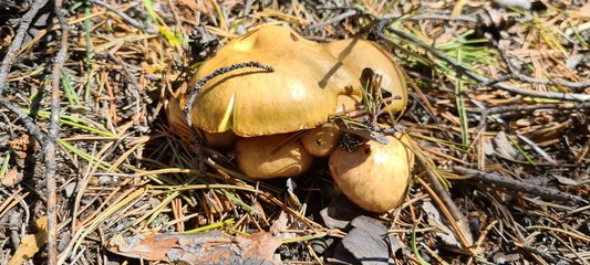mushroom in the grass