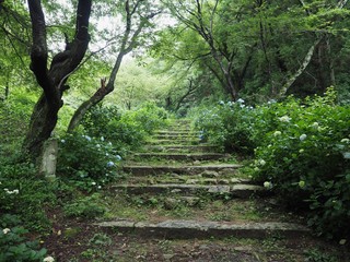 Fototapeta premium 紫陽花の階段