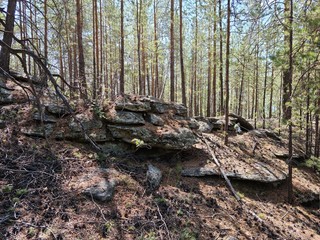 Coniferous forest. Natural landscape.