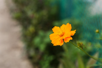 Yellow flower isolated on a blurry background