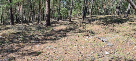 forest in the autumn