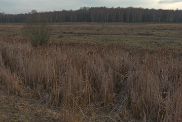 Reed thickets on a small boggy river in the evening. Evening landscape. Overcast weather.