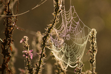 Telaraña