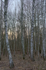Obraz premium Birch grove on a spring evening. Leafless trees at dusk. Overcast weather.