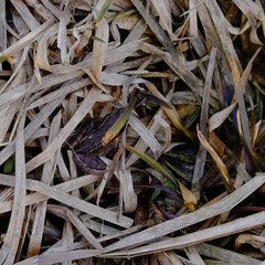 A small frog is hiding among the dry grass. Frog with camouflage skin color. Wild nature.
