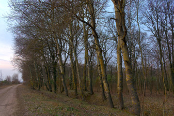 Trees growing on the side of a country road in the evening. A row of trees during twilight. Evening landscape. Leafless trees in spring.
