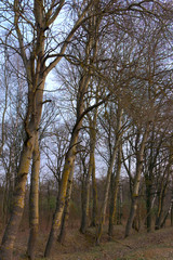Fototapeta na wymiar Trees growing on the side of a country road in the evening. A row of trees during twilight. Evening landscape. Leafless trees in spring.
