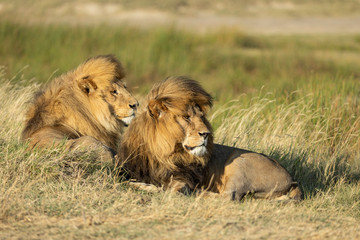 Two big male lions lying in tall grass watching in Serengeti Nat