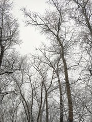 trees in winter