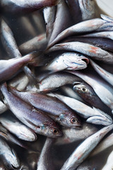 Obraz premium Fresh raw Fish at the fish market. The Qianzhen fish market auction scene in Kaohsiung, Taiwan.