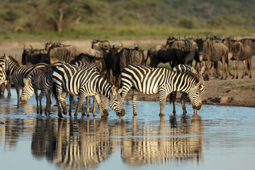 Fototapeta na wymiar Zebra herd with wildebeest herd drinking at sunset in Ndutu Tanzania