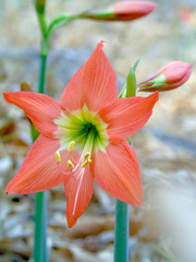 orange lilies grow on Lingshan Mountain