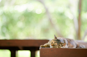 木のベンチの上で寝ている猫